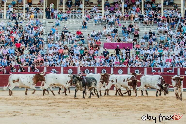 Galería fotográfica Feria Taurina de Albacete 2021. 11 de Septiembre. Fotografía de J.M Fresneda
