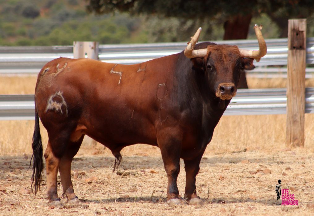 Trapío y hechuras en mayúsculas de los toros de El Montecillo
